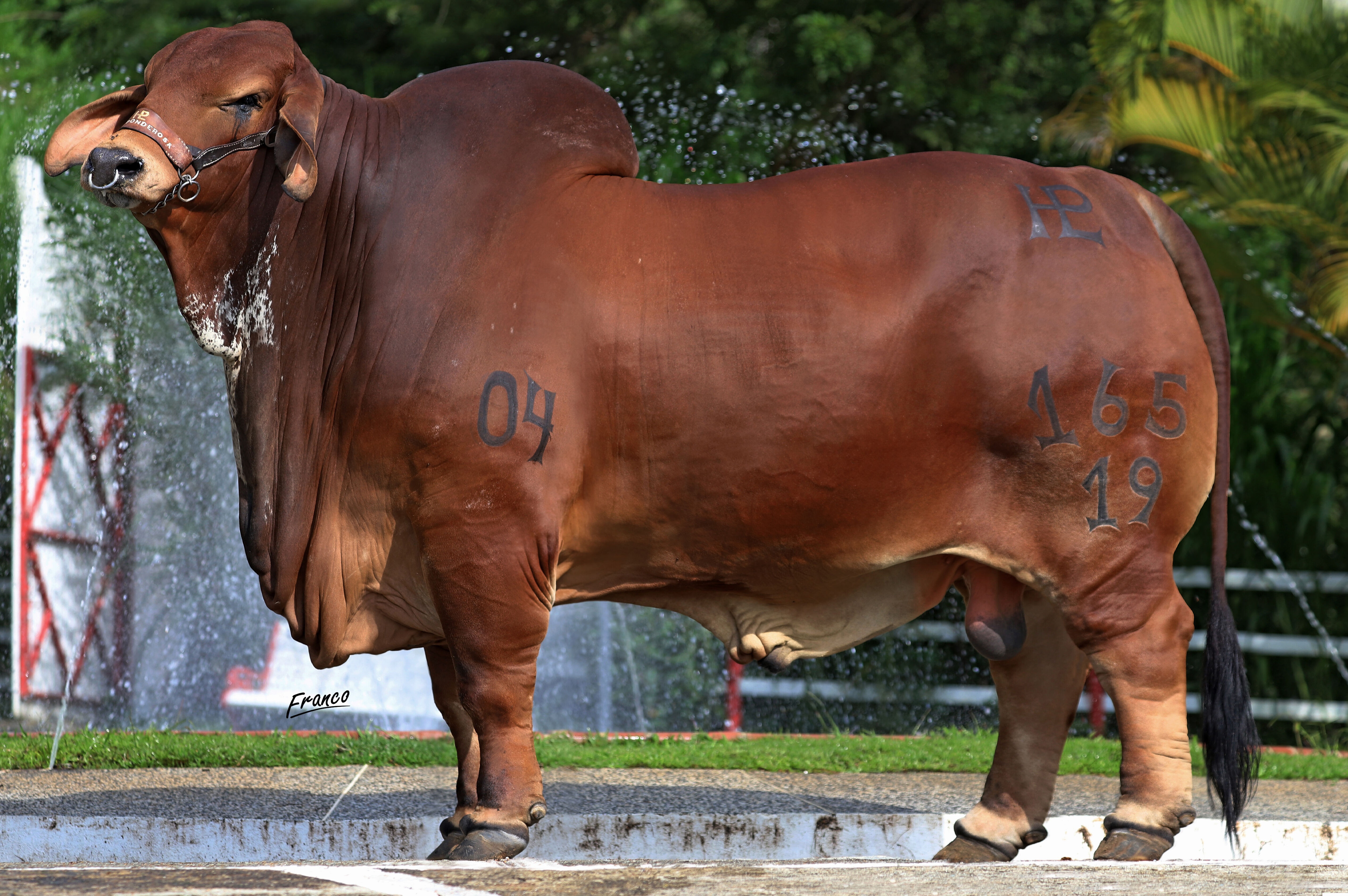 PONDEROSA KASIO 165/19 T.E.